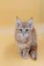 Fluffy Maine Coon kitten with tufted ears and wide eyes in Foxy Maine Coon product