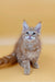 Fluffy light brown Maine Coon kitten with blue eyes, ready to steal hearts