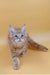 Fluffy Maine Coon kitten with blue eyes and red tabby markings, perfect for cuddles