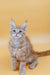 Fluffy light-colored Maine Coon kitten with bright blue eyes and pointed ears