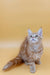 Fluffy Maine Coon kitten with red tabby fur and curious upward-gazing eyes