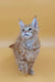 Fluffy orange Maine Coon kitten with bright blue eyes gazing upward adorably