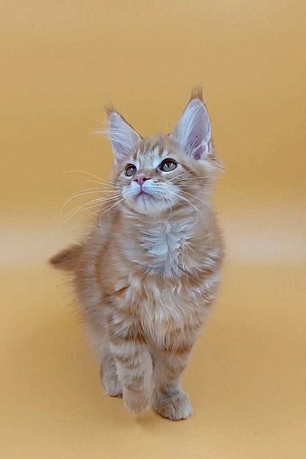 Fluffy orange Maine Coon kitten with bright blue eyes gazing upward adorably