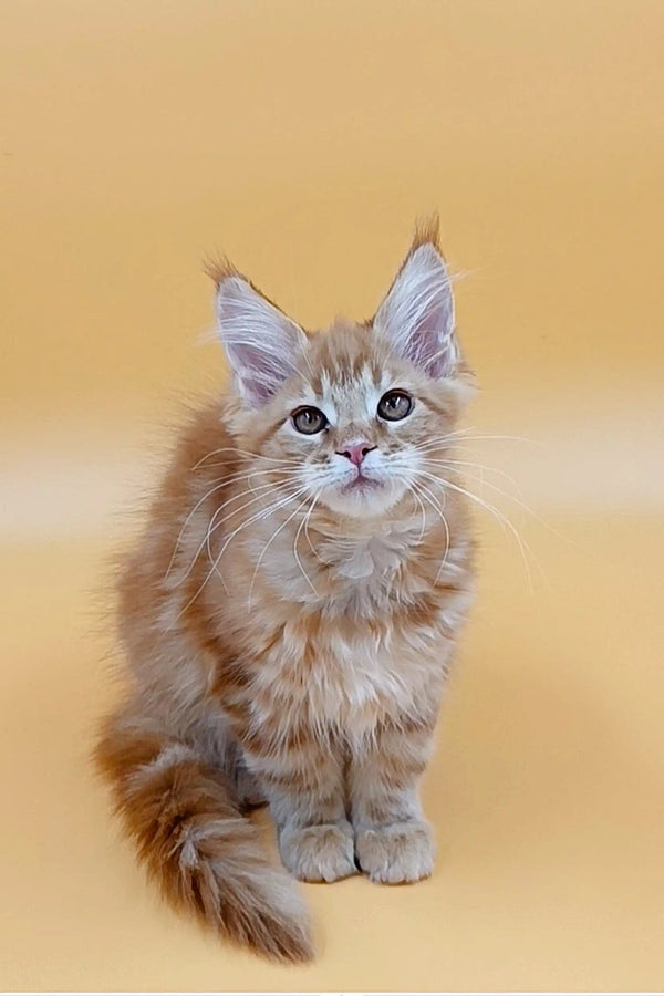 Fluffy Maine Coon kitten with blue eyes and cute tongue, perfect for pet lovers