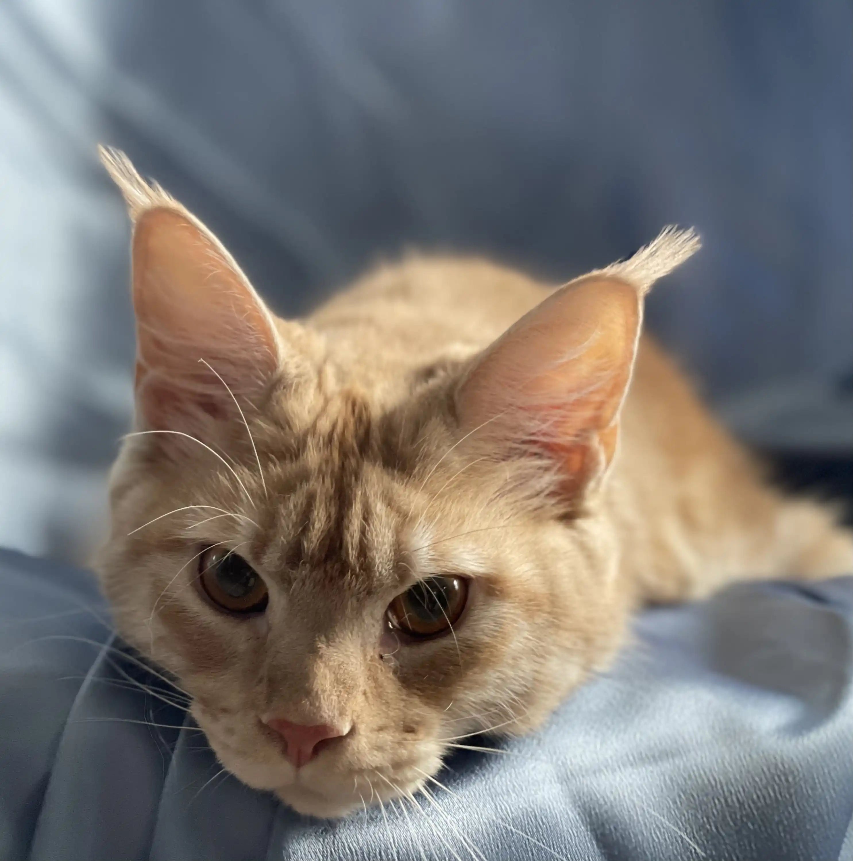 Maine Coon Kittens for Sale Foxy | Kitten