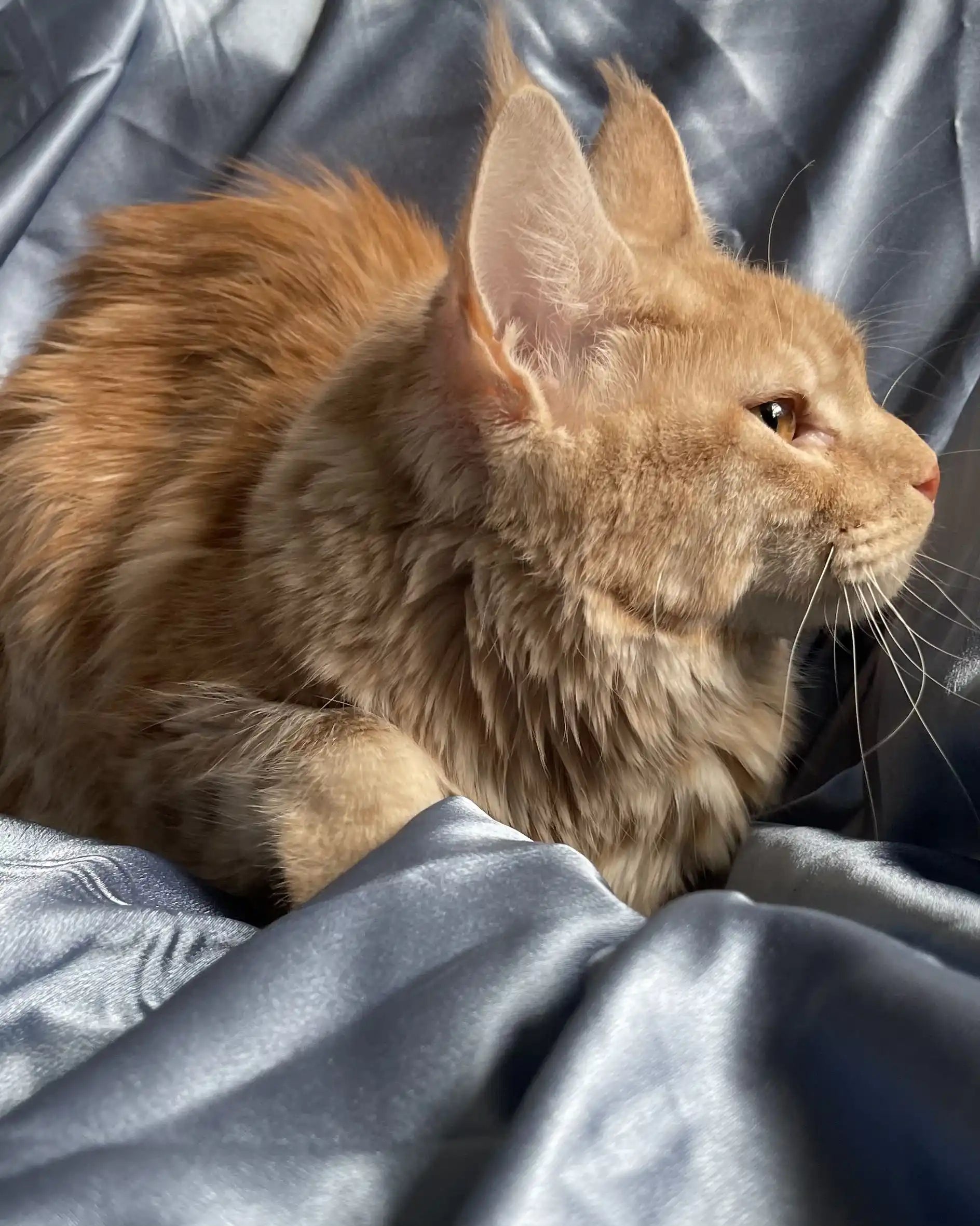 Maine Coon Kittens for Sale Foxy | Kitten