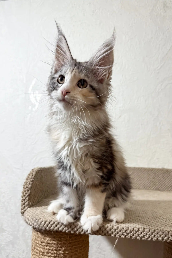 Fran | maine coon kitten