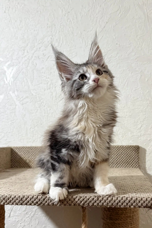 Fran | maine coon kitten