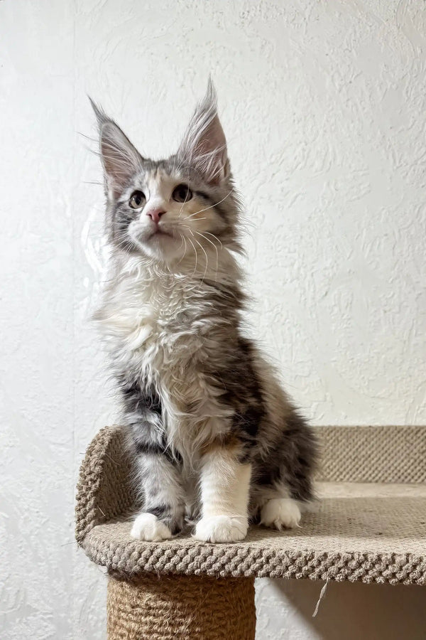 Fran | maine coon kitten