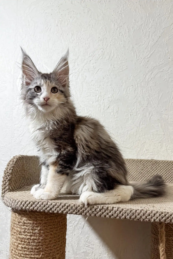 Fran | maine coon kitten