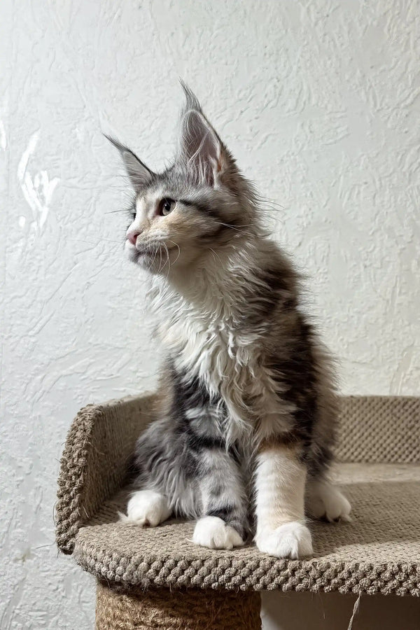 Fran | maine coon kitten