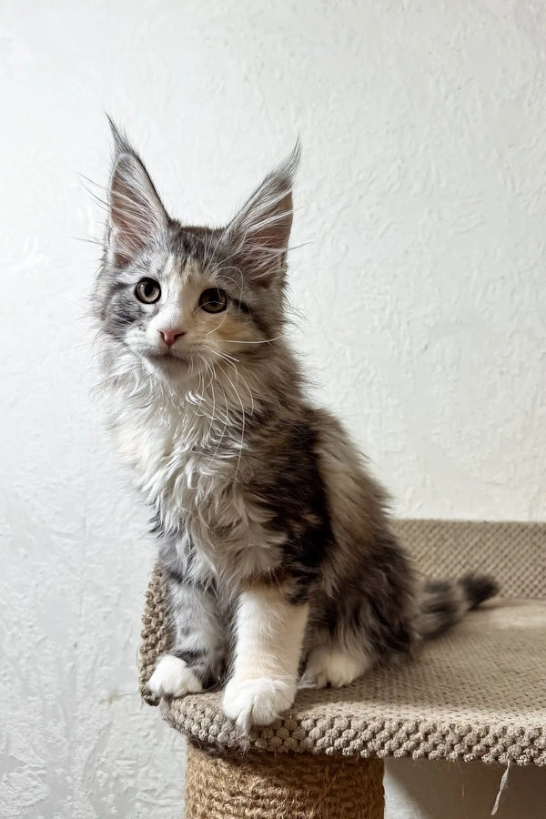 Fran | maine coon kitten