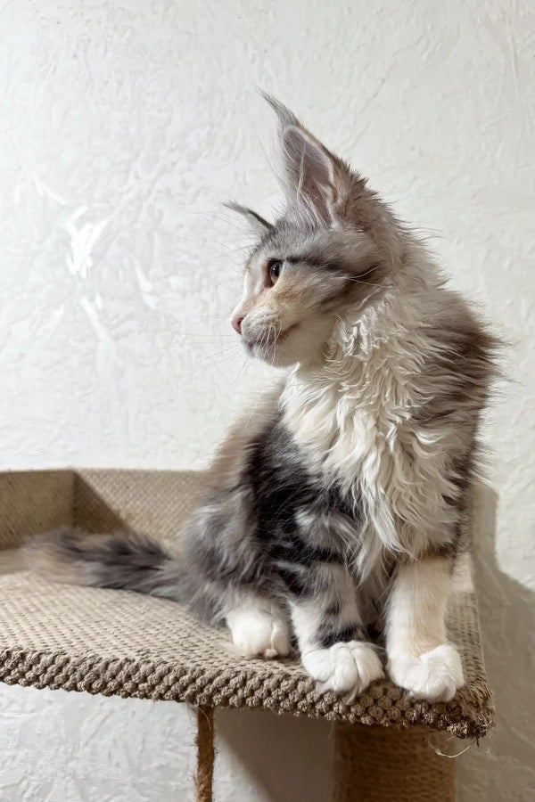 Fran | maine coon kitten