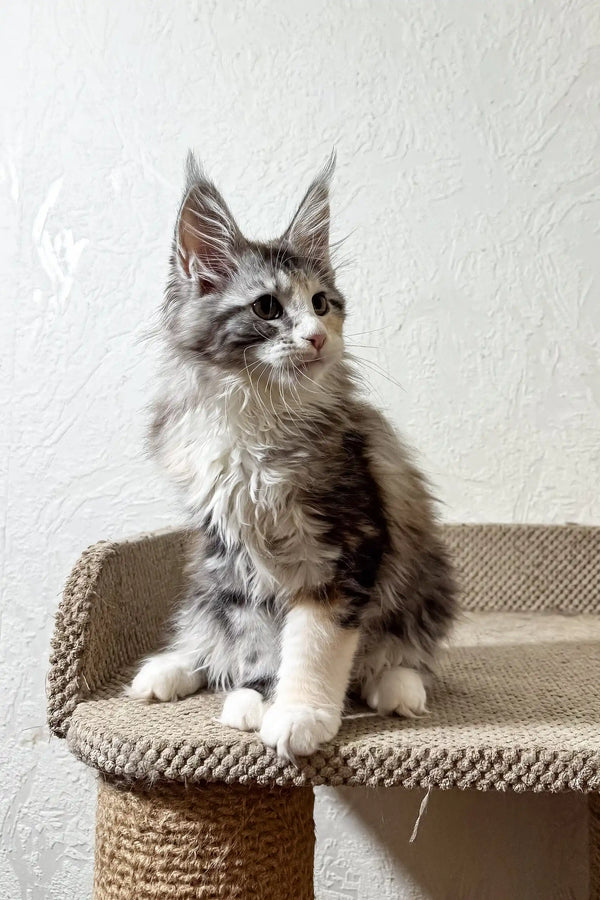 Fran | maine coon kitten