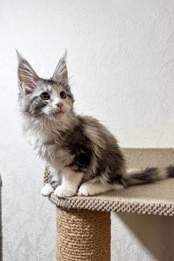 Fran | maine coon kitten