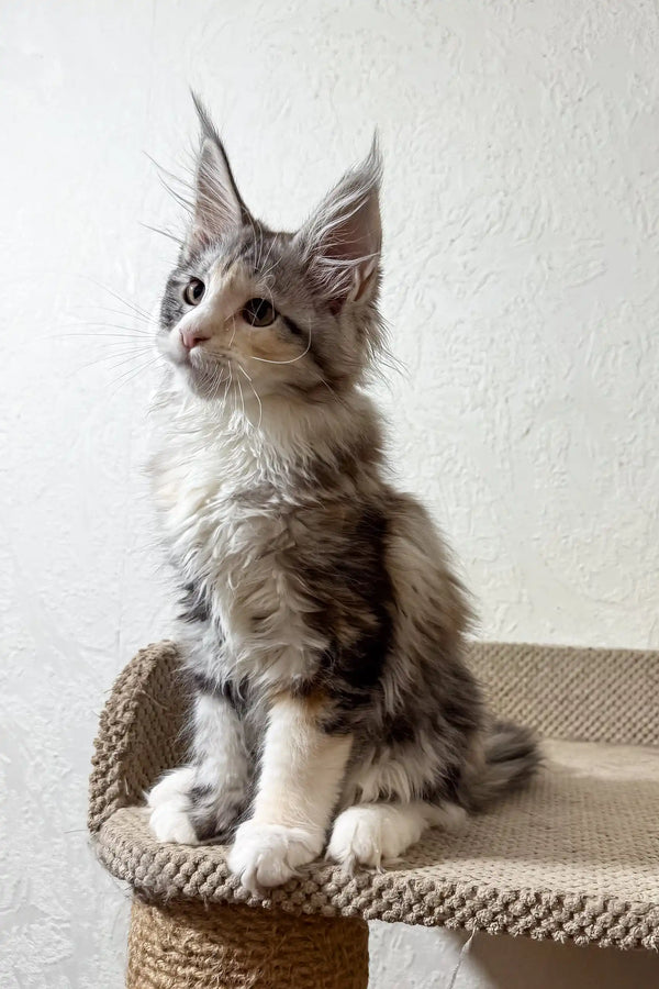 Fran | maine coon kitten