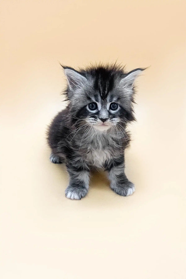 Fluffy gray and white Maine Coon kitten Francheska with bright blue eyes