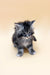 Fluffy gray and white Maine Coon kitten with spiky fur named Francheska