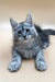 Gray and white Maine Coon kitten with blue eyes lounging cutely