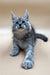 Gray and white Maine Coon kitten with ear tufts and big paws, perfect for cuddles