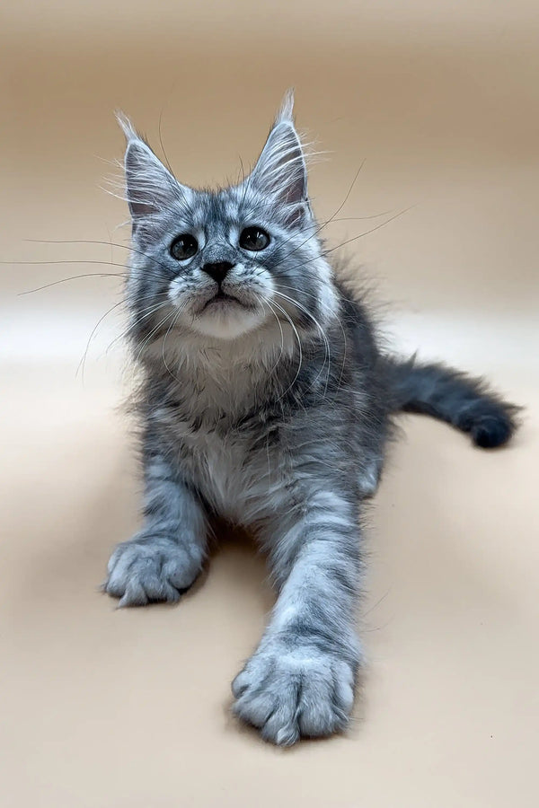 Gray and white Maine Coon kitten with ear tufts and big paws, perfect for cuddles