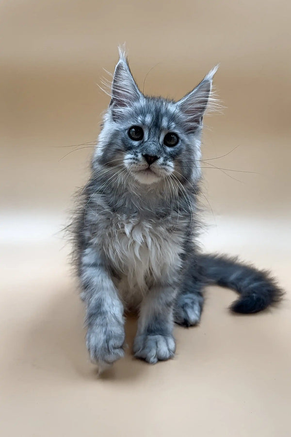 Gray Maine Coon kitten with fluffy coat and ear tufts from Francis | Maine Coon Kitten