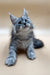 Gray and white Maine Coon kitten with bright blue eyes lounging adorably