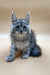 Gray and white Maine Coon kitten Francis with ear tufts and fluffy fur