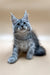 Gray and white Maine Coon kitten with ear tufts and alert look for Francis product