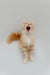 Yawning orange and white Maine Coon kitten standing on hind legs, playful and cute