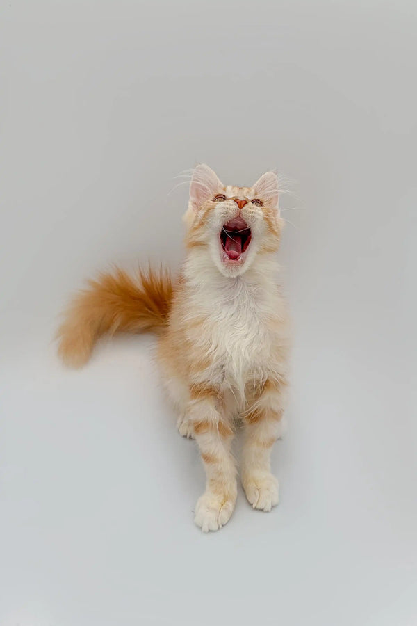 Yawning orange and white Maine Coon kitten standing on hind legs, playful and cute