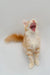 Yawning orange and white Maine Coon kitten named Frank with mouth wide open