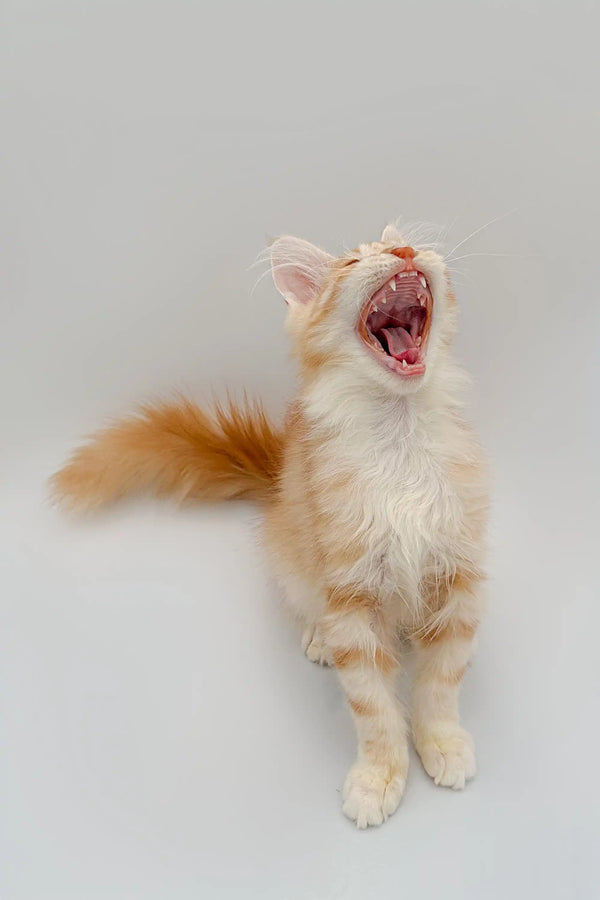 Yawning orange and white Maine Coon kitten named Frank with mouth wide open