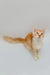 Fluffy orange and white Maine Coon kitten with wide eyes and a long tail