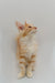 Cream-colored Maine Coon kitten with orange markings looking curiously upward