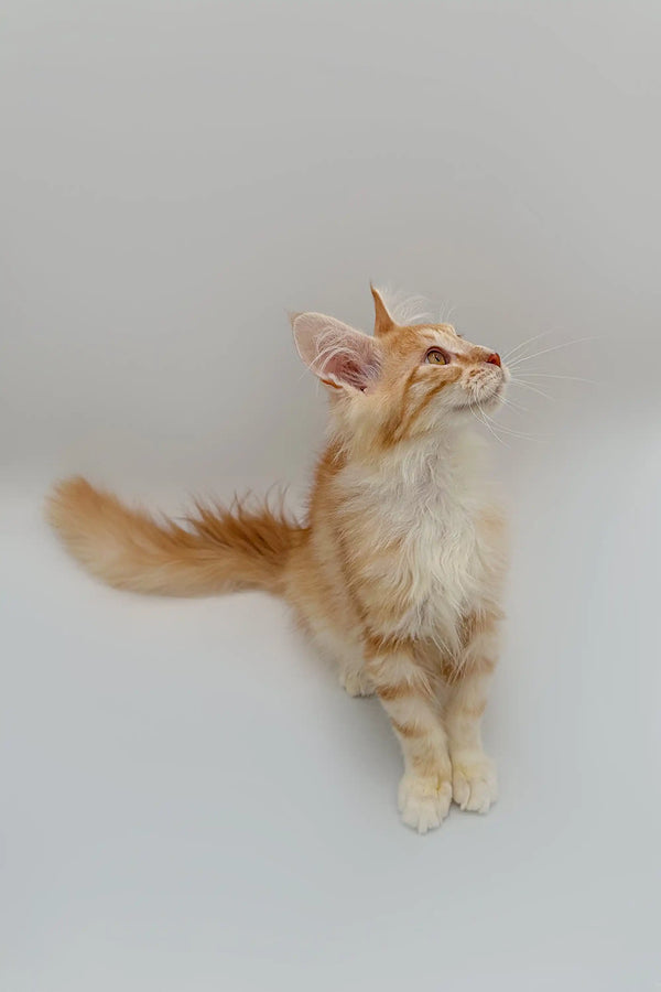 Ginger and white Maine Coon kitten looking up with a fluffy tail and curious eyes