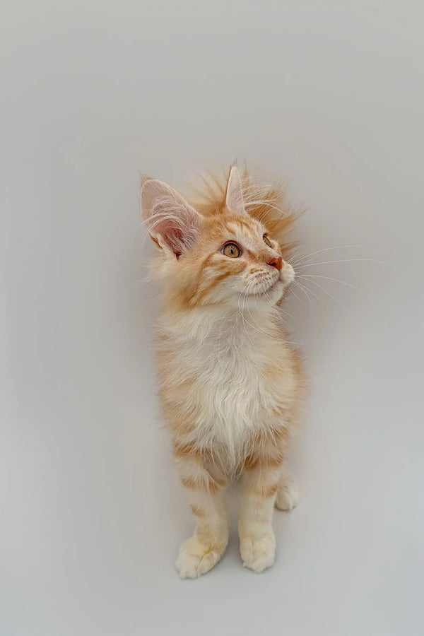 Fluffy cream-colored Maine Coon kitten with alert eyes and perked ears