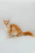 Fluffy orange and white Maine Coon kitten with a long tail named Frank