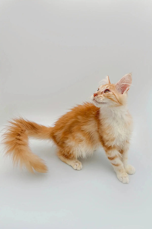 Fluffy orange and white Maine Coon kitten Frank with a long bushy tail