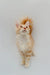 Fluffy orange and white Maine Coon kitten named Frank looking up with curiosity