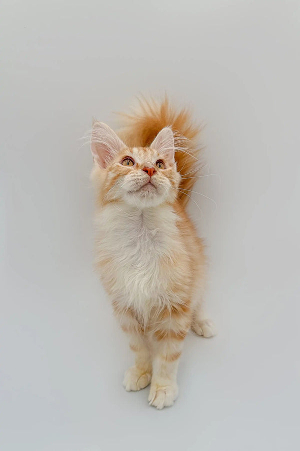 Fluffy orange and white Maine Coon kitten named Frank looking up with curiosity