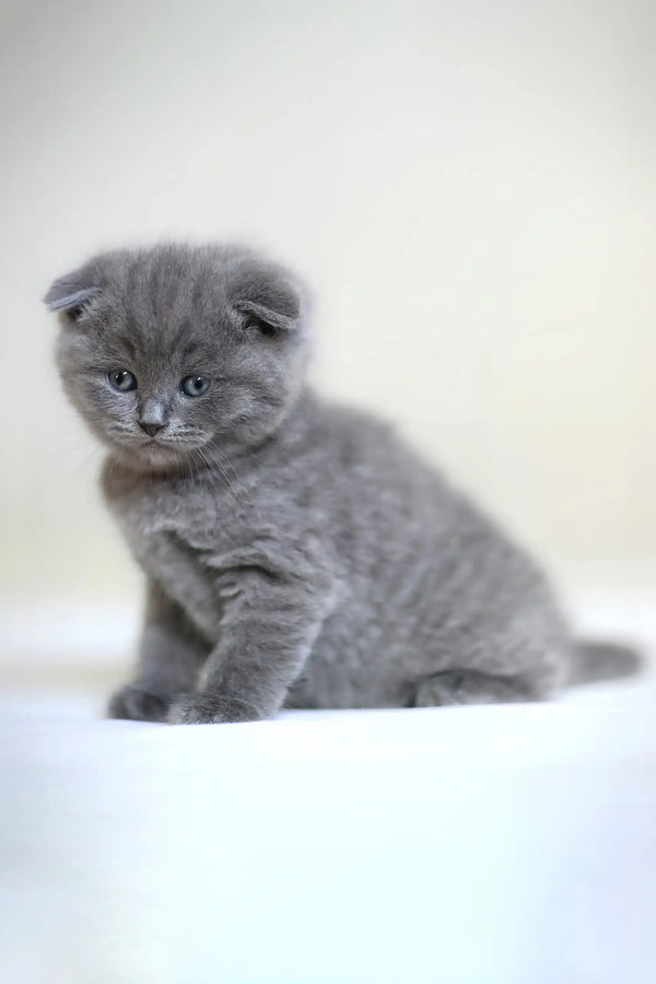 Adorable Gray Scottish Fold Kitten named Frank, perfect for cat lovers!