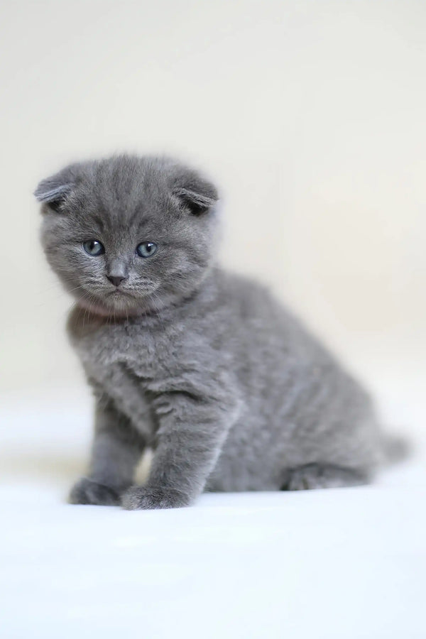 Gray Scottish Fold kitten named Frank, a cute plush toy for cat lovers