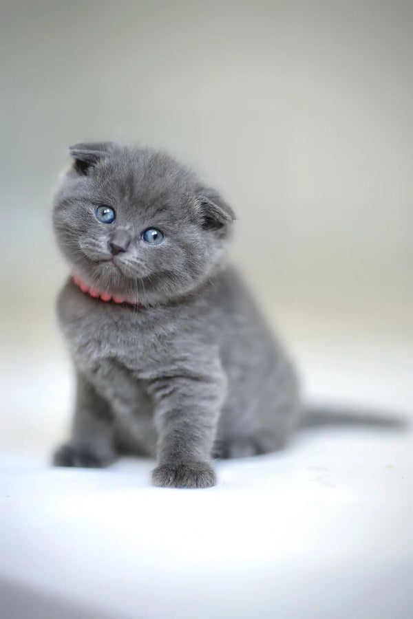 Adorable Gray Scottish Fold Kitten named Frank with stunning blue eyes