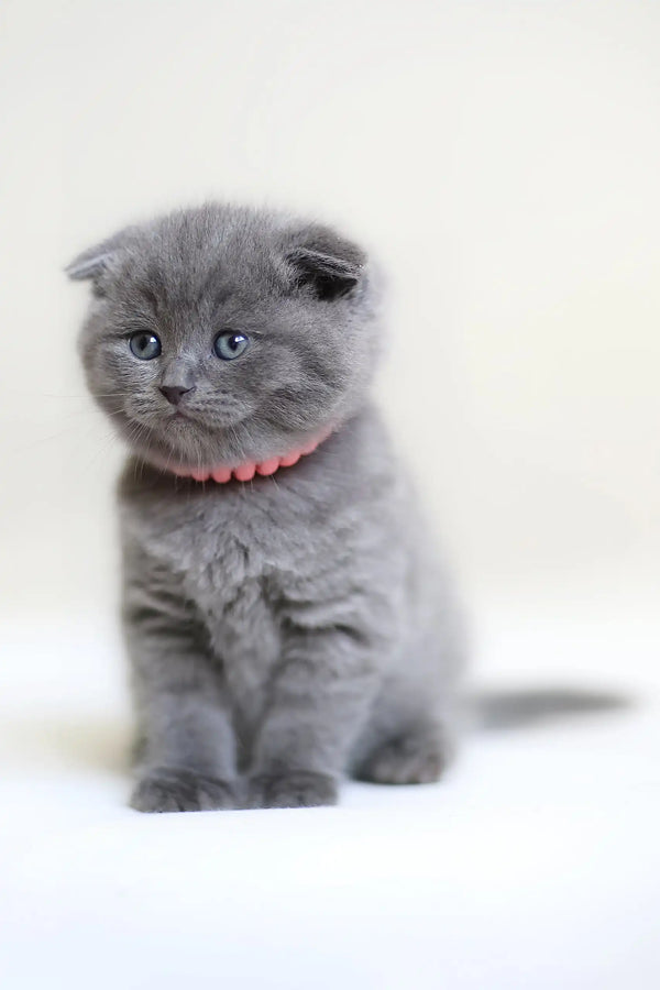 Cute Gray Scottish Fold Kitten named Frank with folded ears and a pink collar
