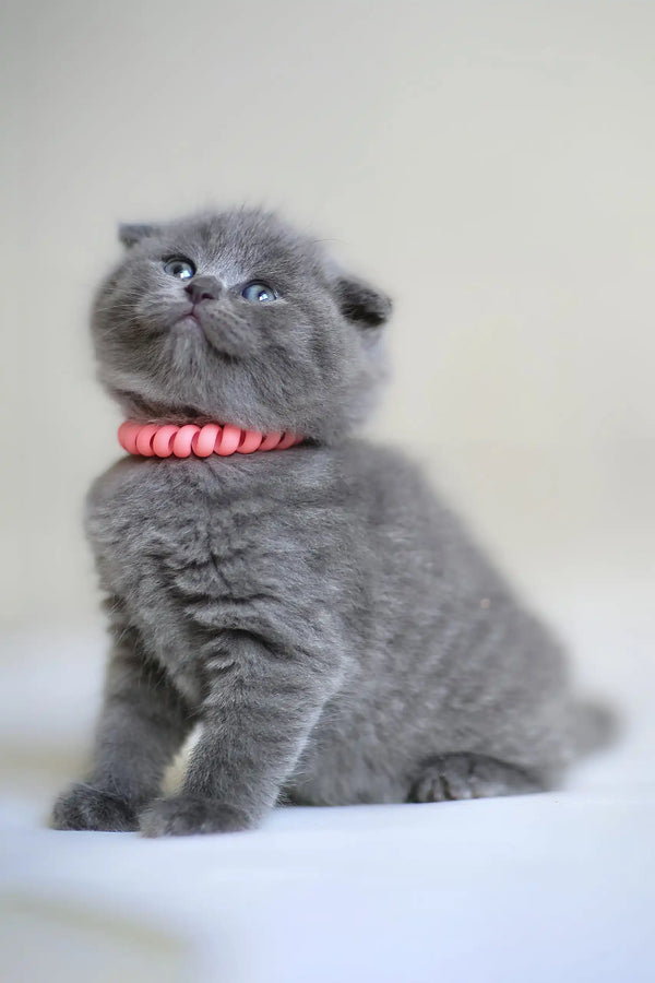 Gray Scottish Fold kitten named Frank wears a cute pink collar