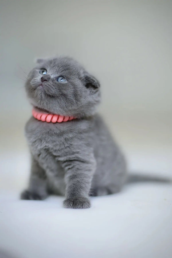 Gray Scottish Fold kitten named Frank wearing a cute pink collar