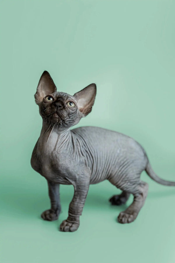 Adorable Hairless Sphynx Kitten named Frank with wrinkled gray skin and big ears