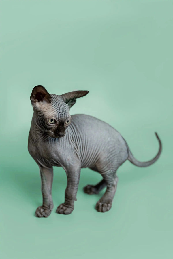 Adorable Hairless Sphynx kitten named Frank with wrinkled gray skin and large ears