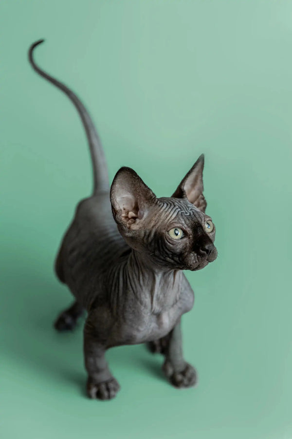 Adorable Hairless Sphynx Kitten named Frank with wrinkled gray skin and big ears